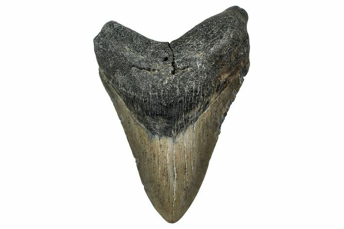 Fossil Megalodon Tooth - North Carolina #351139